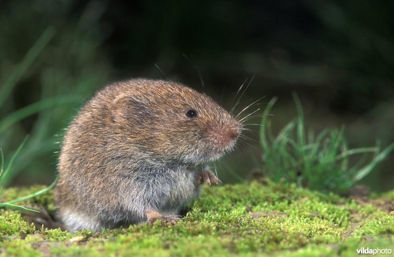 Ondergrondse woelmuis (© Rollin Verlinde)